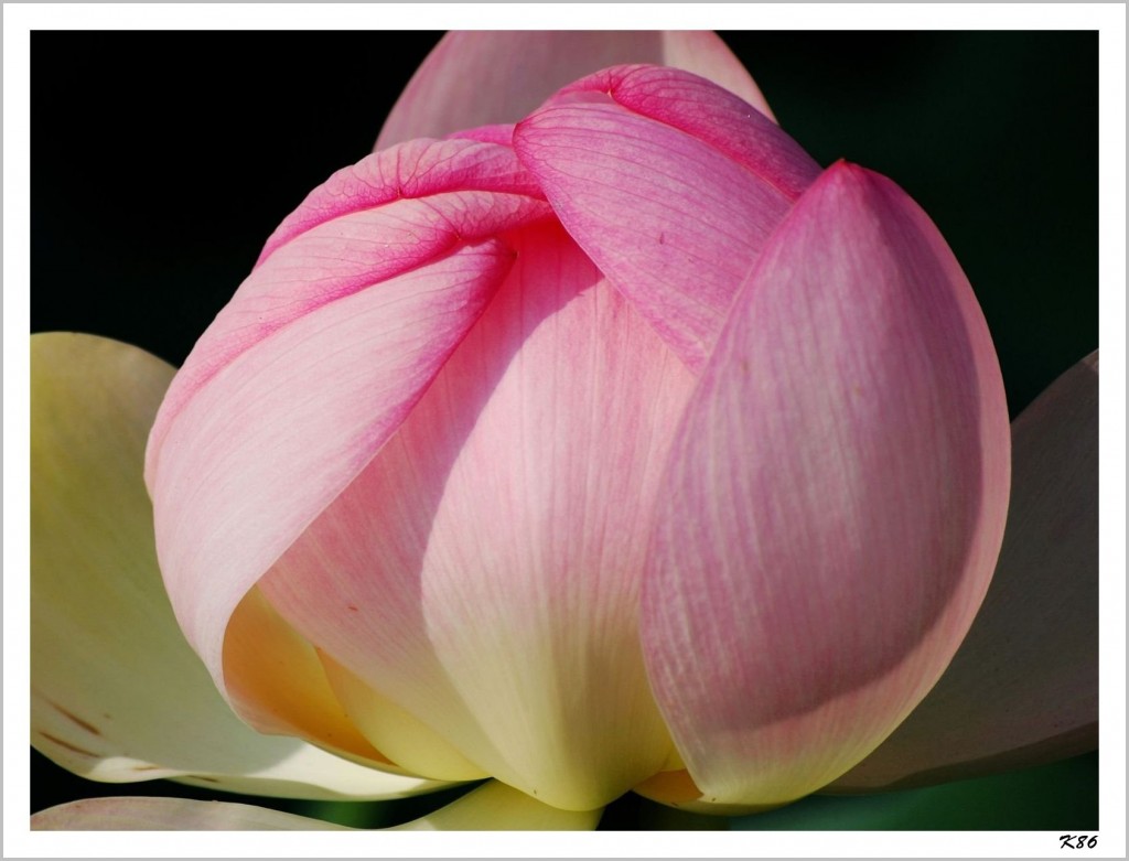 blooming_lotus_flower_1340311574